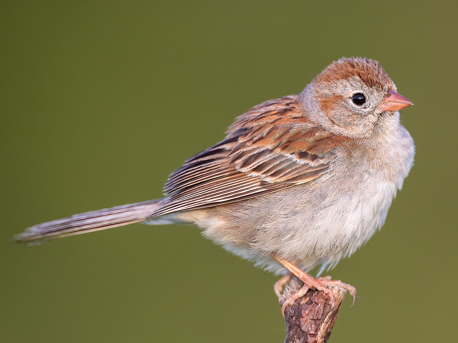 Field Sparrow - eBird