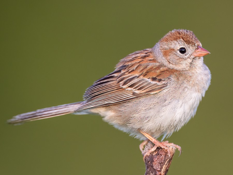 Field Sparrow - eBird