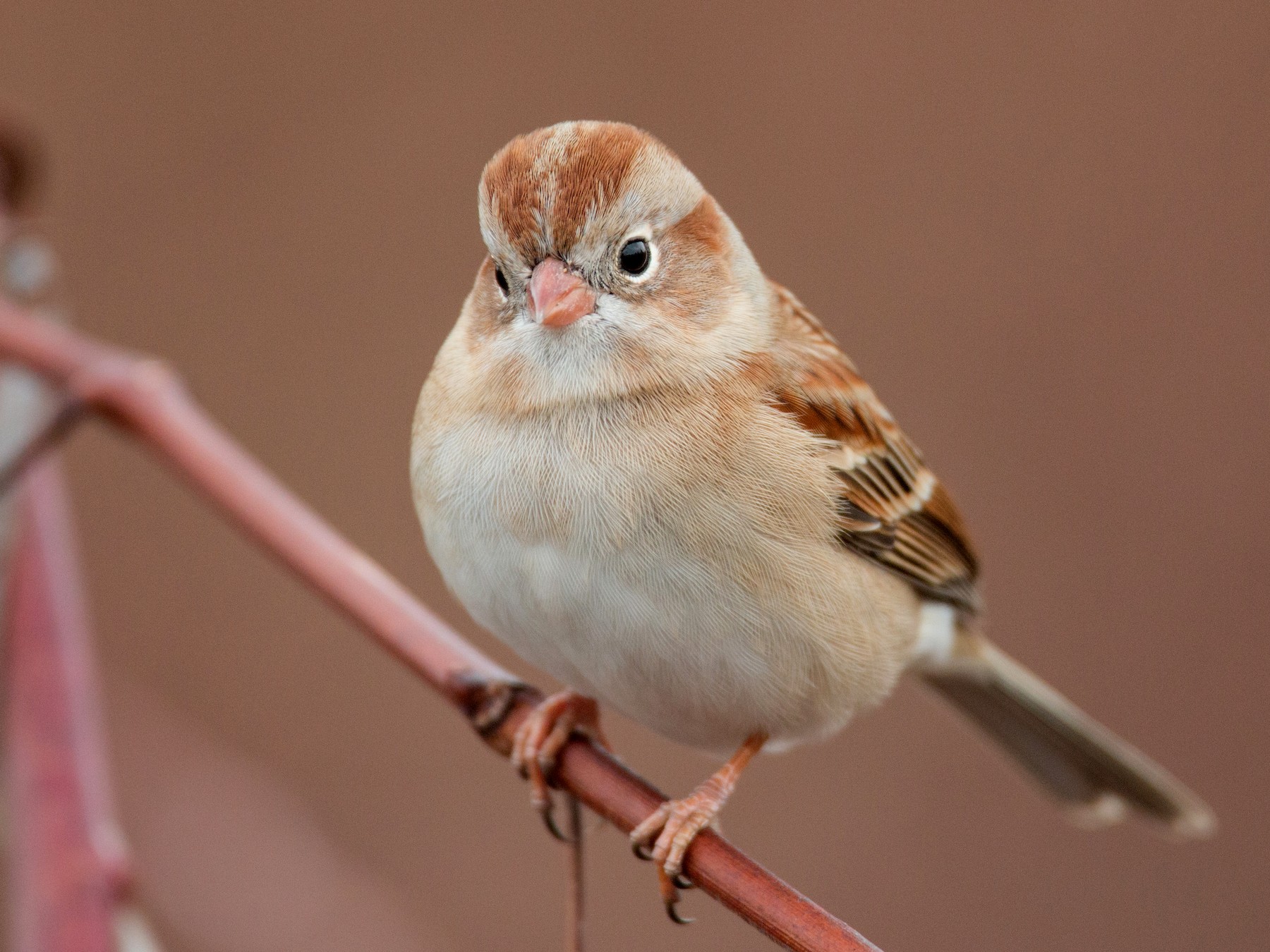 Field Sparrow - Ian Davies