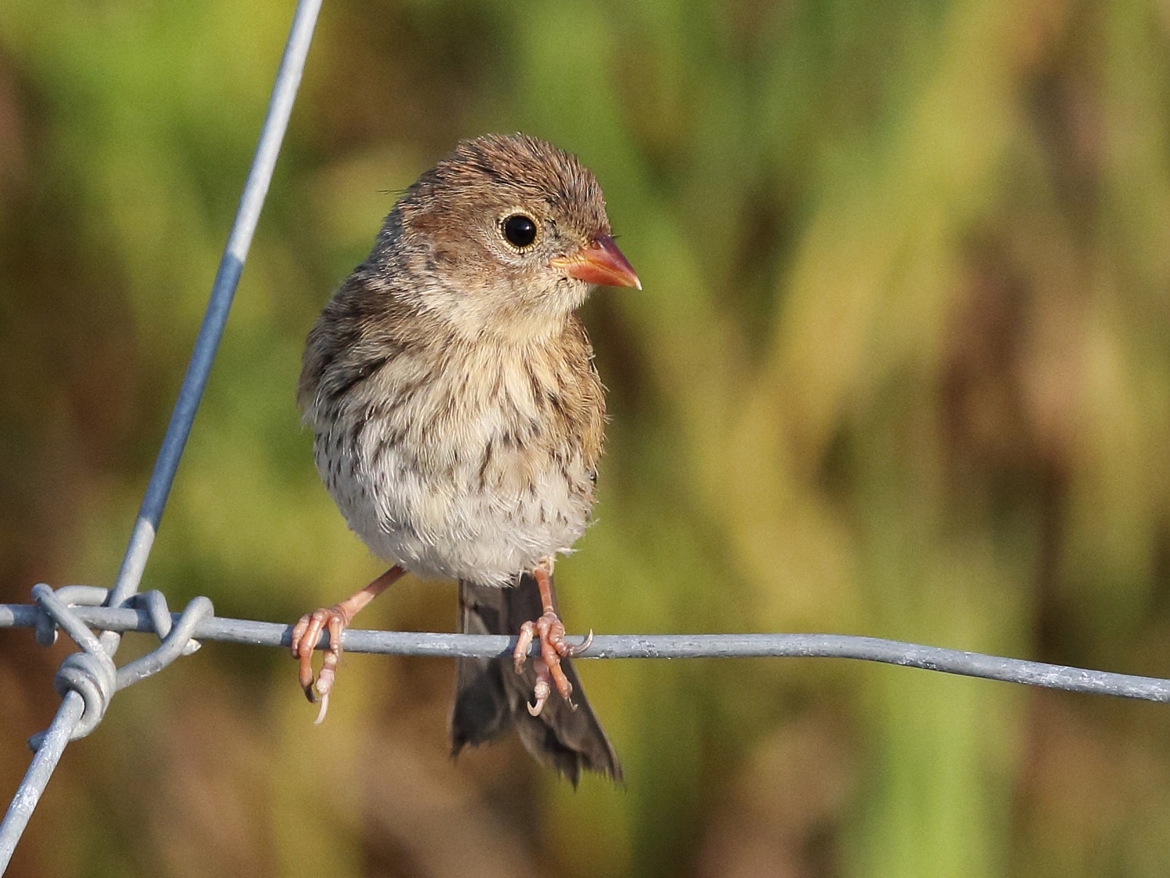 Field Sparrow - Laure Wilson Neish