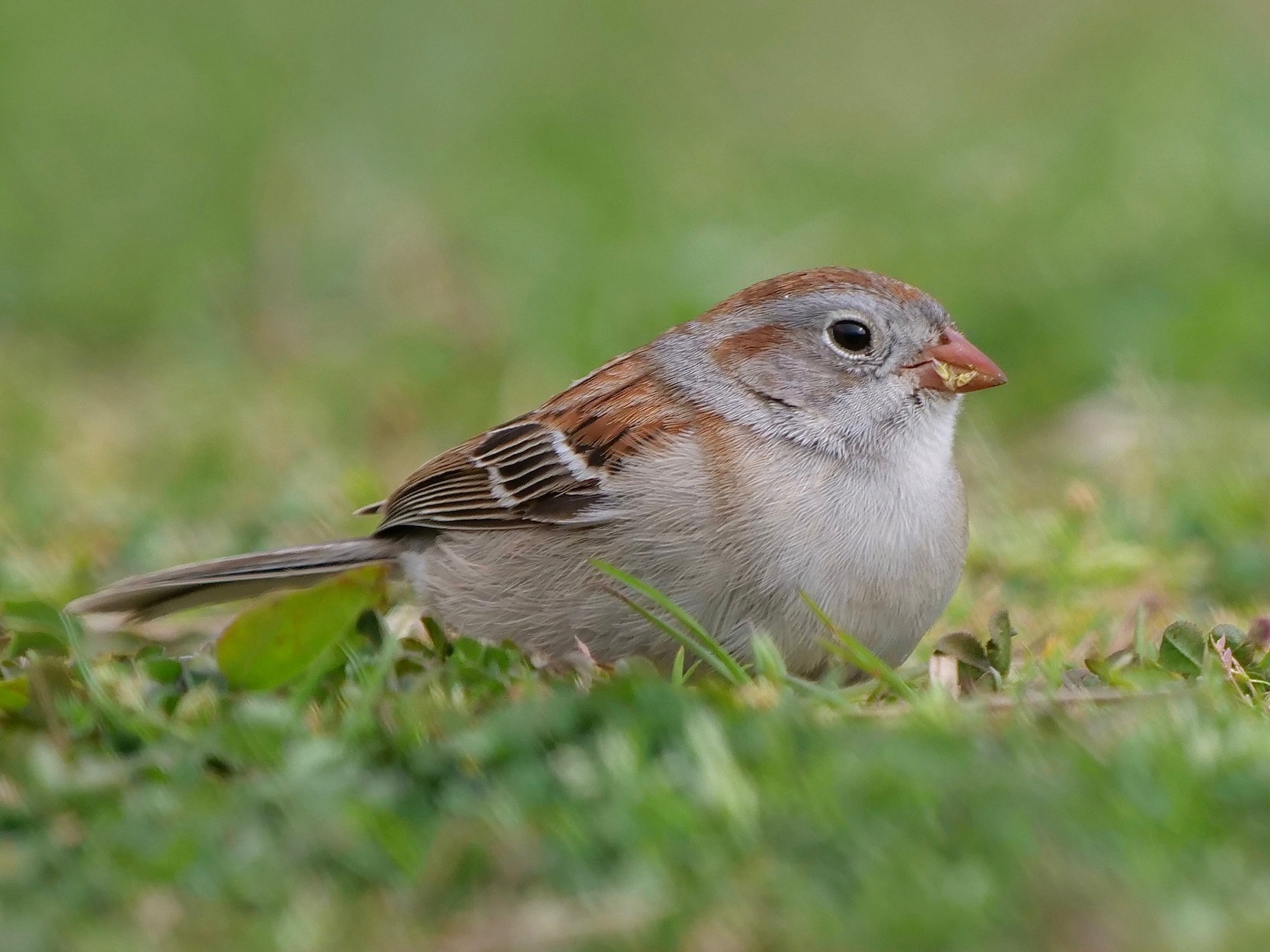 Field Sparrow eBird
