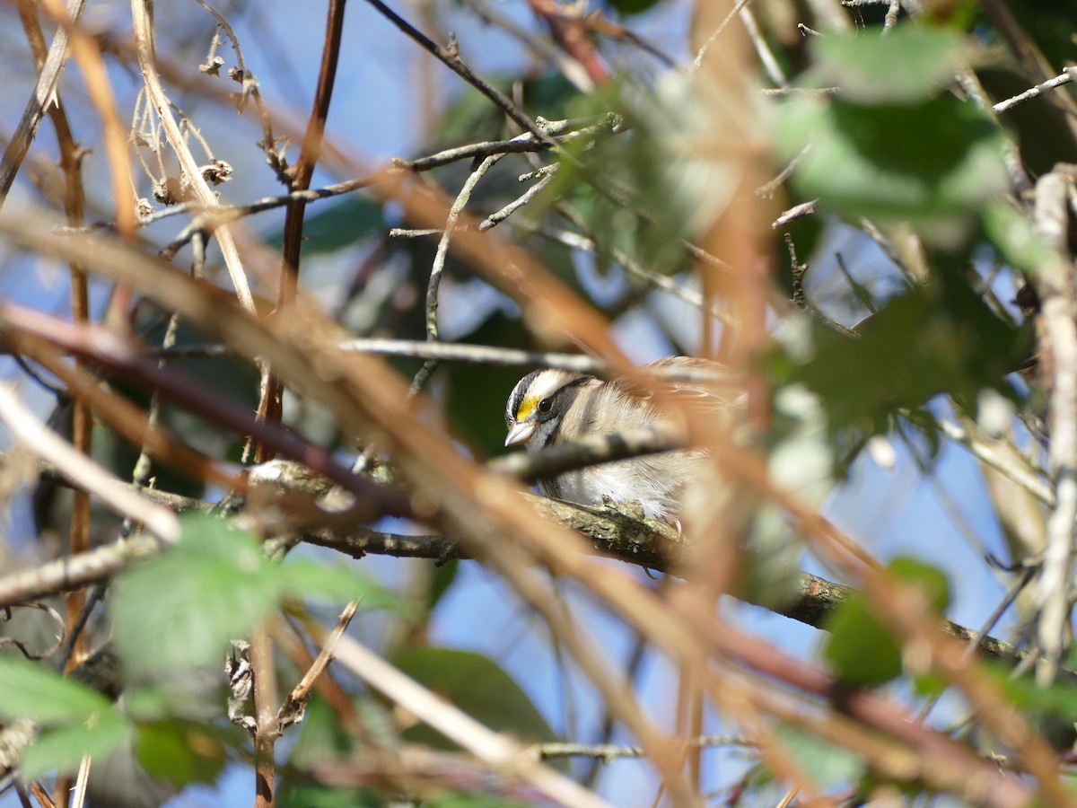 White-throated Sparrow - ML297672811