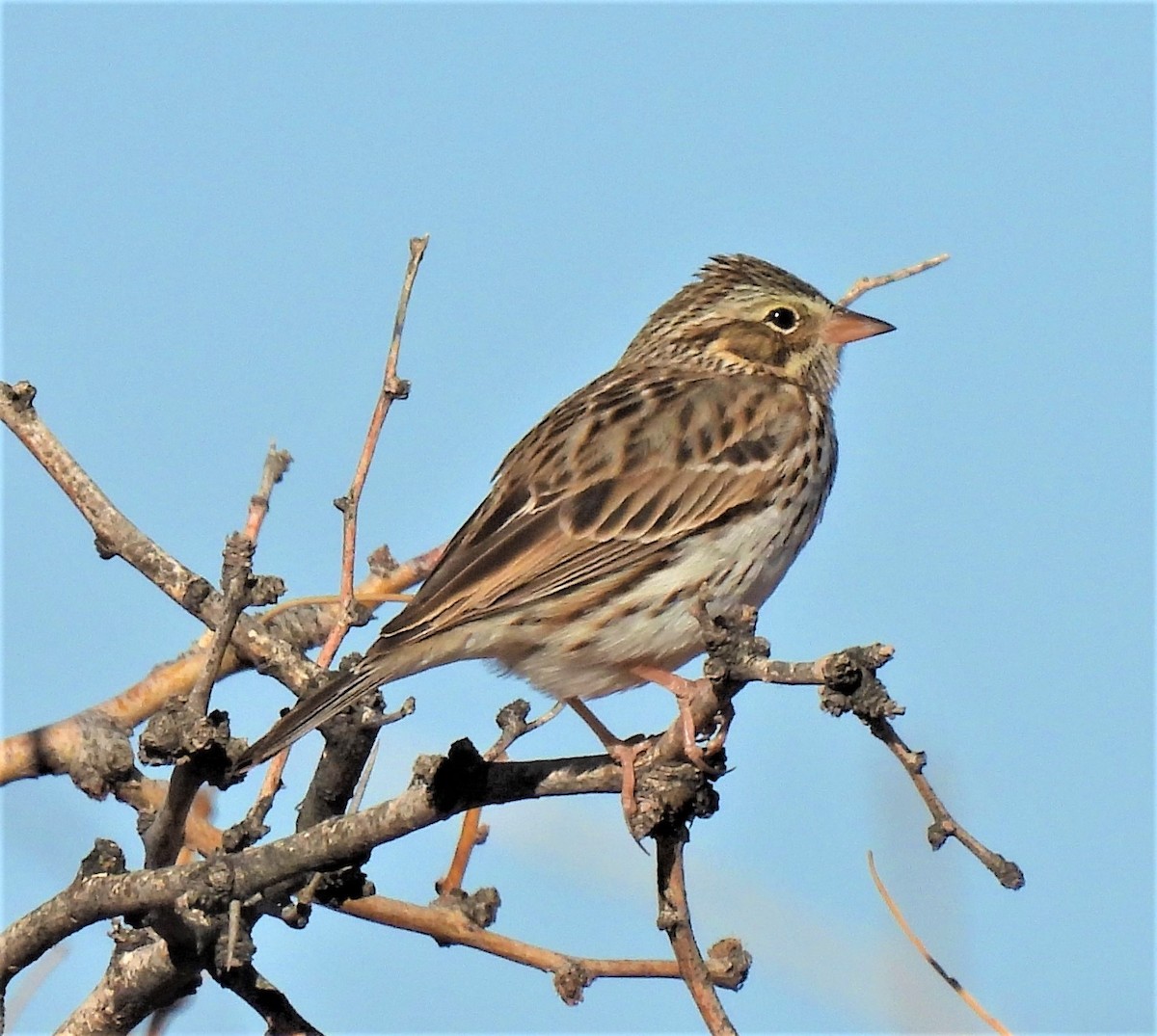 Savannah Sparrow - ML297675061
