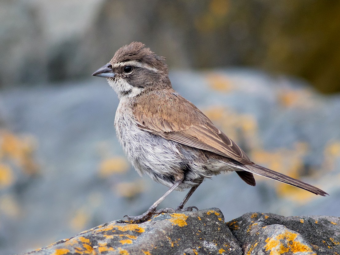 Black-throated Sparrow - Liron Gertsman