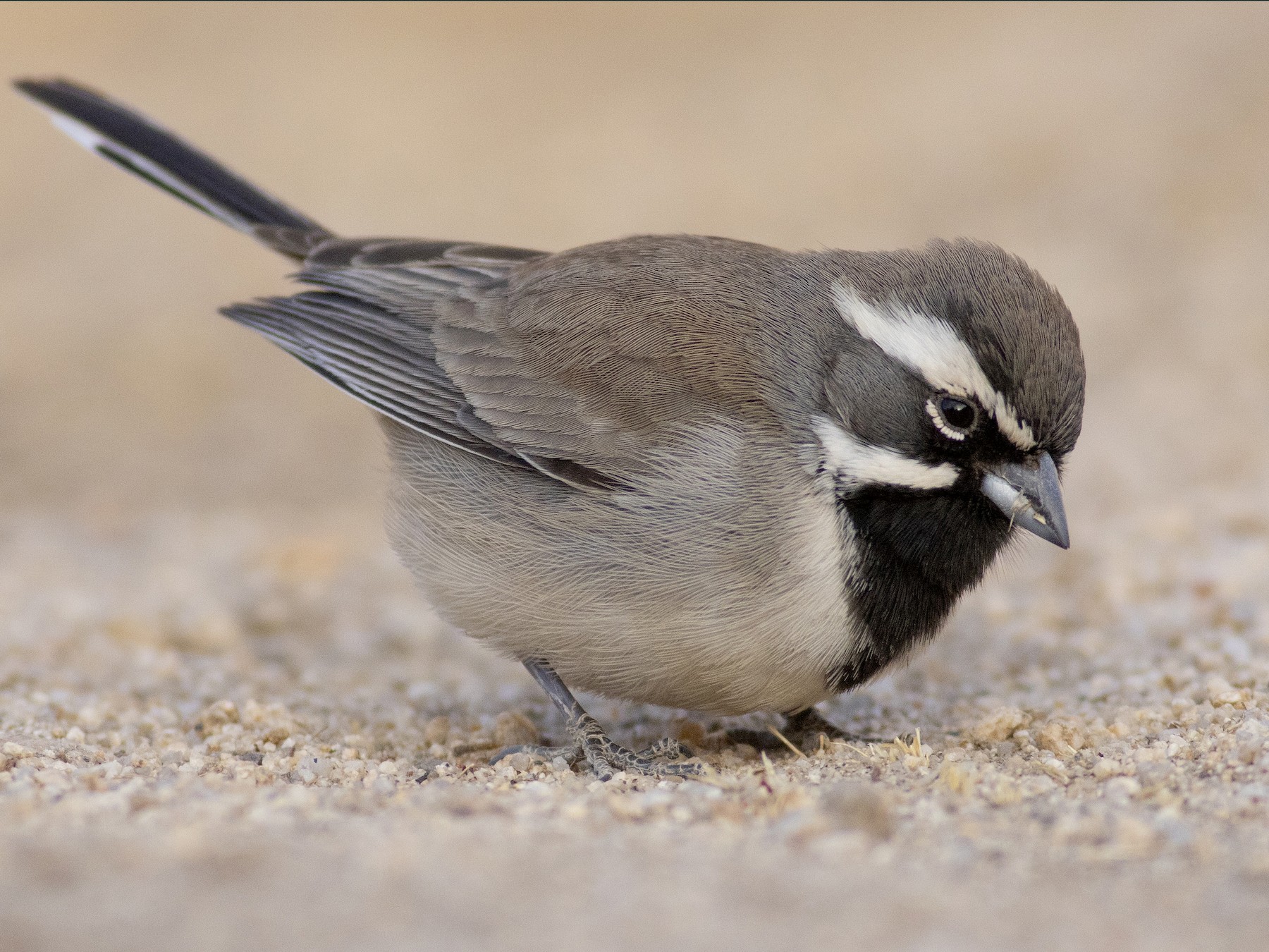 Black-throated Sparrow - Jonathan Eckerson
