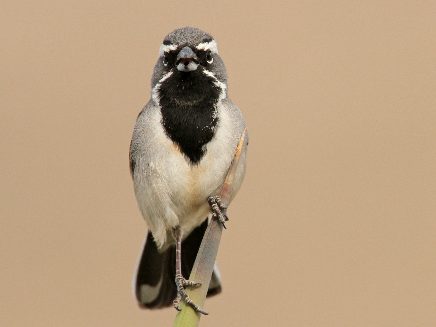 Black-throated Sparrow - Luke Seitz