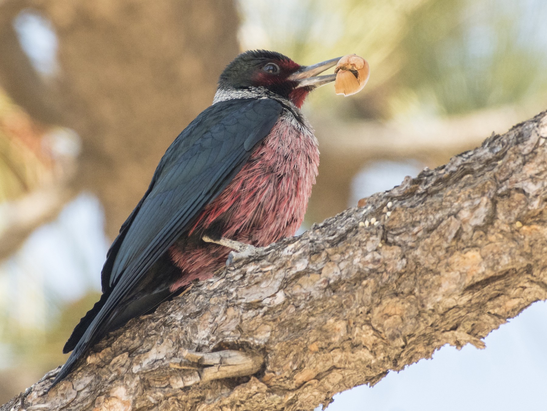 Lewis's Woodpecker - eBird