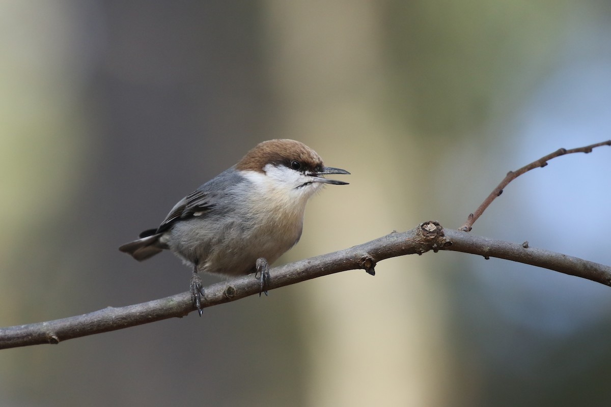 Brown-headed Nuthatch - ML297681001