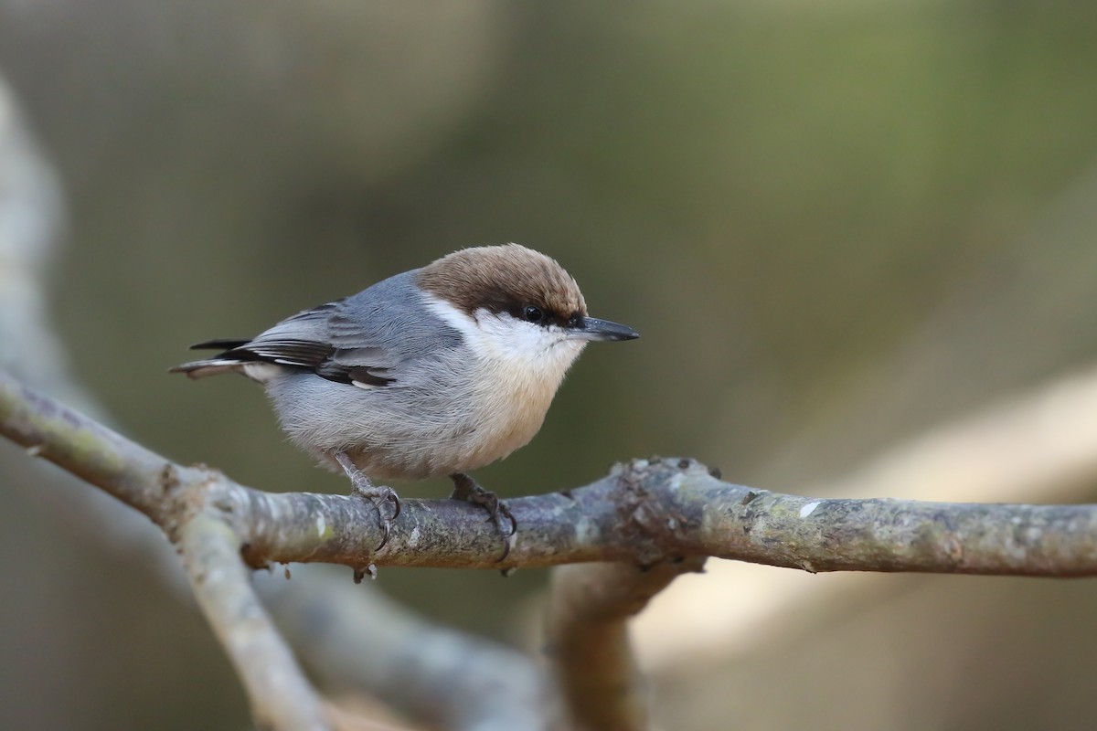 Brown-headed Nuthatch - ML297681021