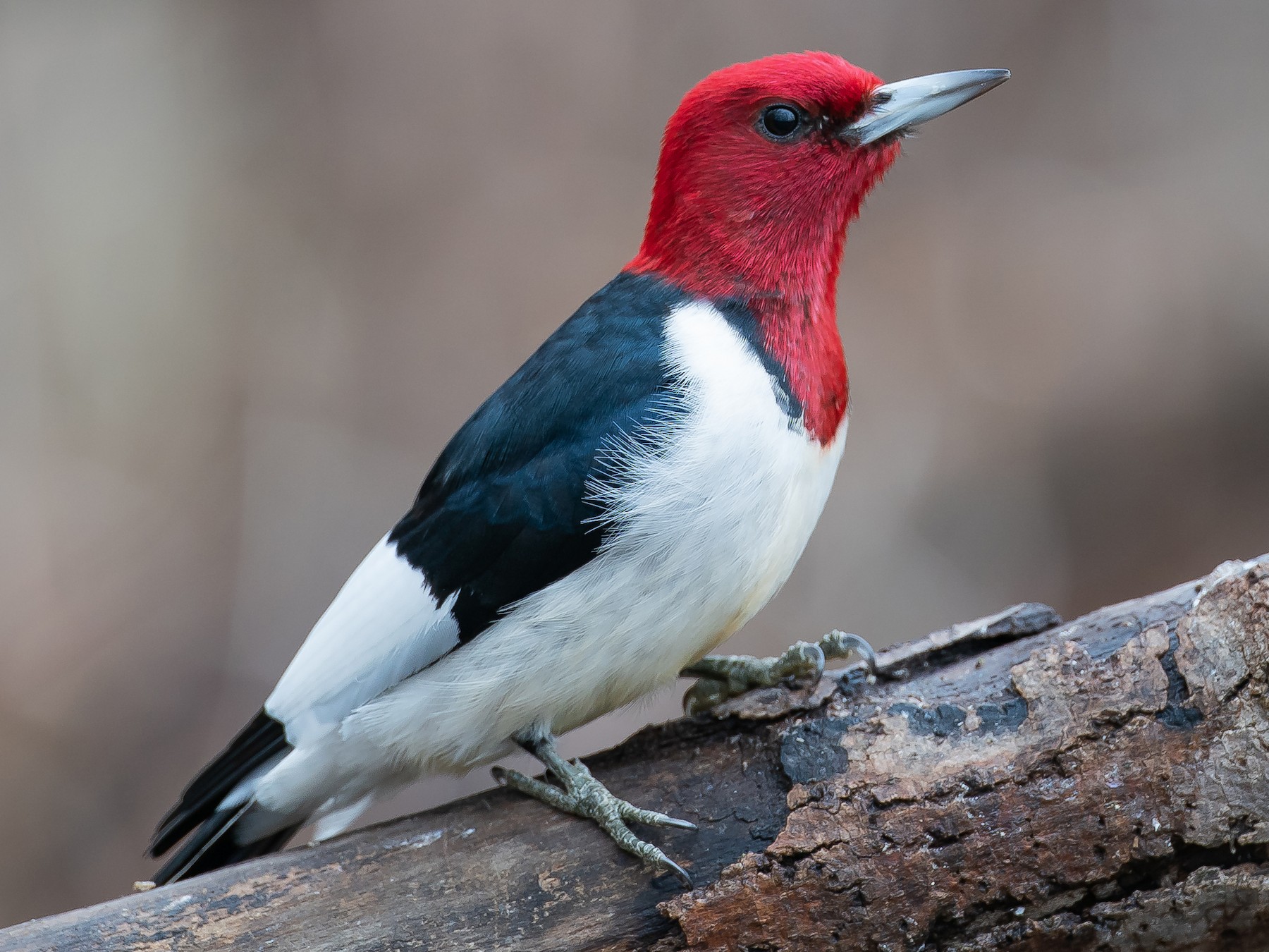 Red-headed Woodpecker - Ryan Sanderson