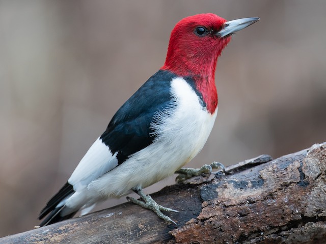 Photos Red Headed Woodpecker Melanerpes Erythrocephalus Birds Of The World