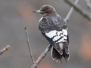 Молодая птица - John Sutton - ML297684201