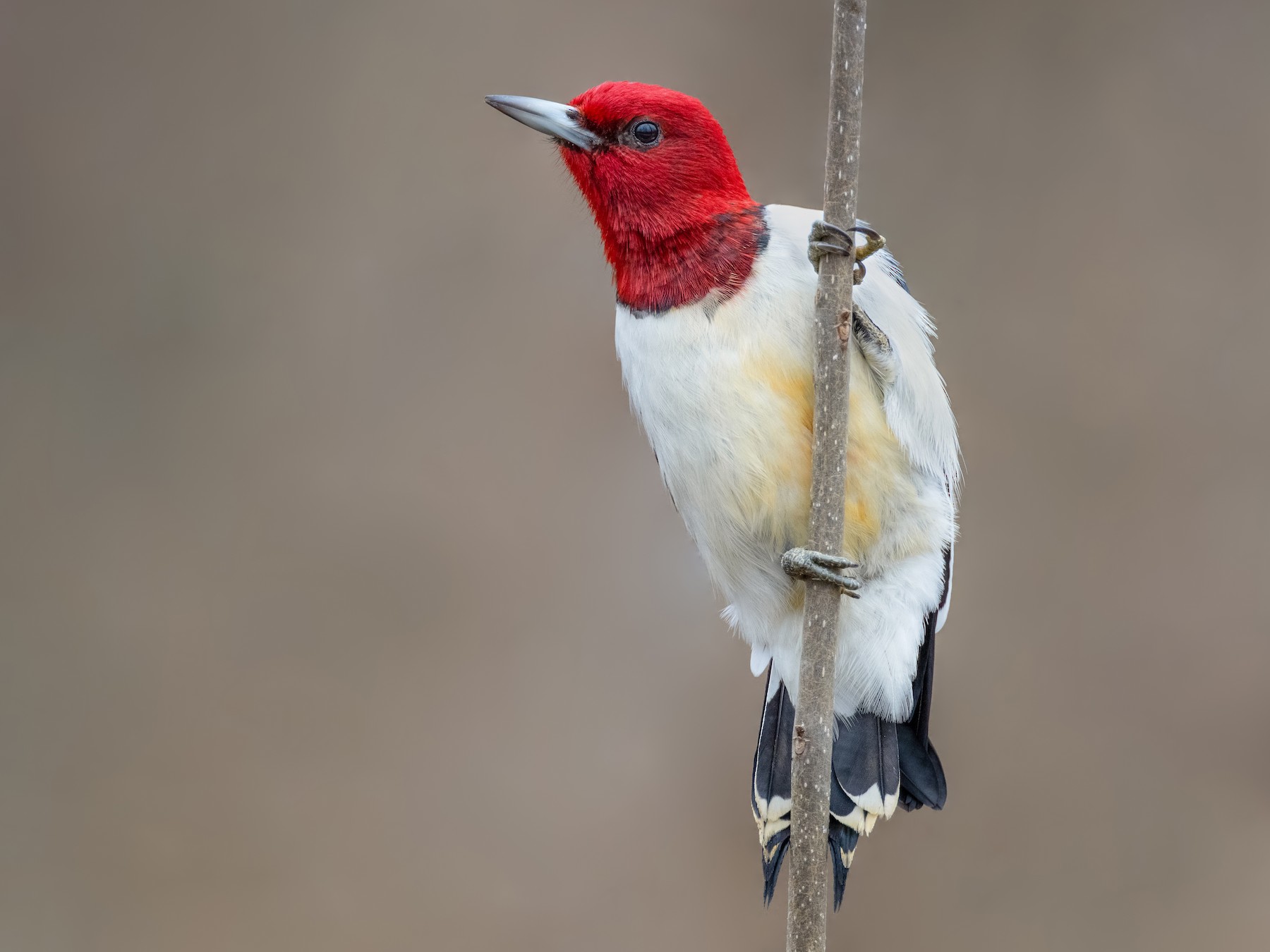 Red-headed Woodpecker - Ryan Sanderson