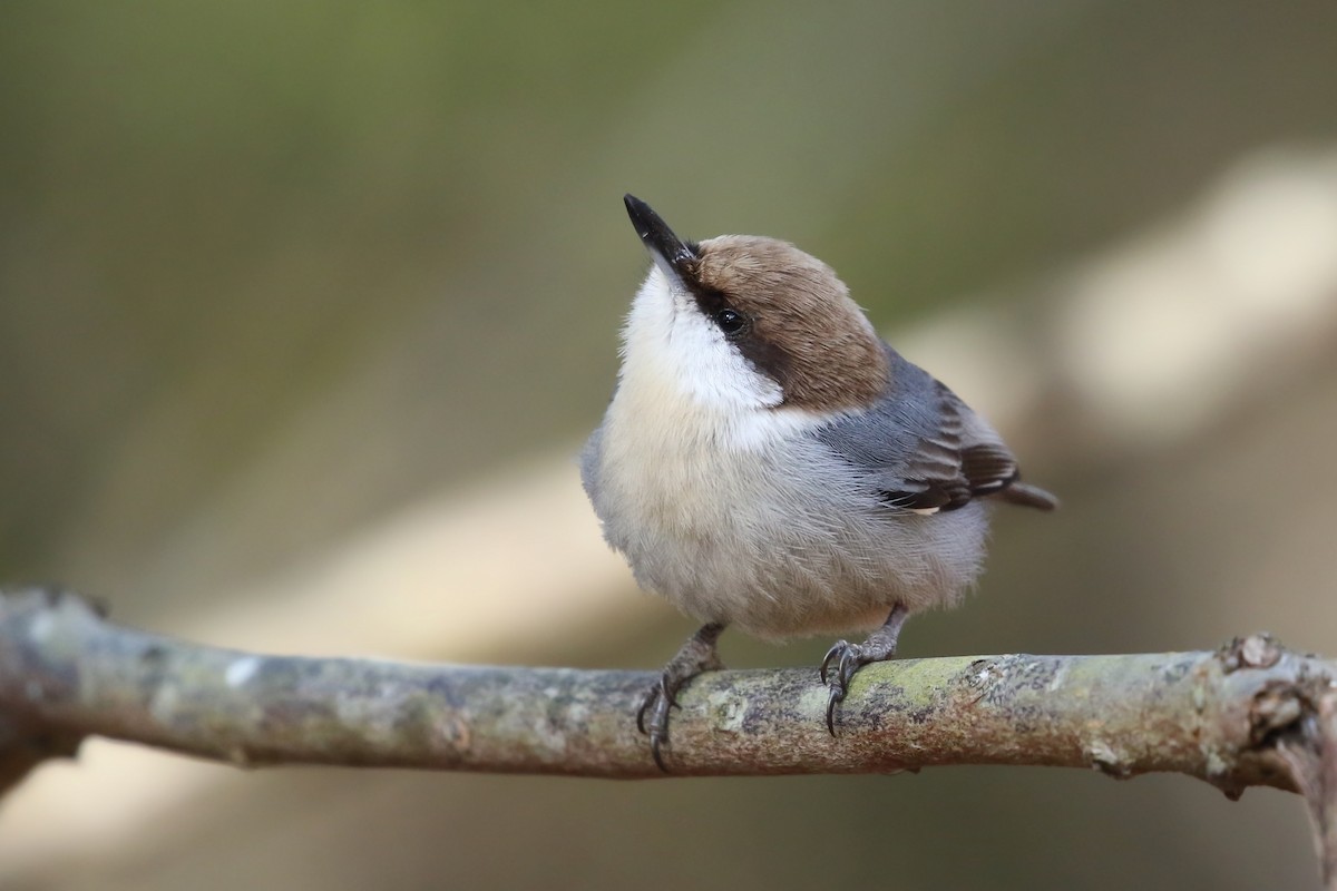 Brown-headed Nuthatch - ML297684511