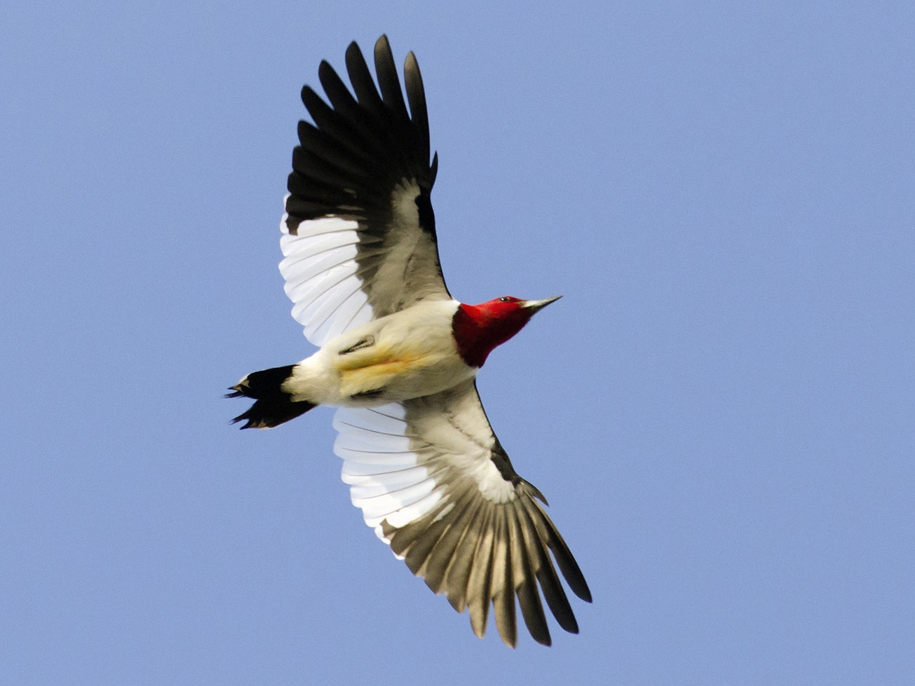 Red Headed Woodpecker Ebird