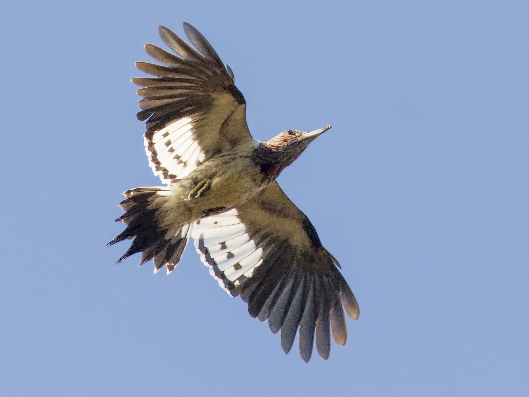 Red-headed Woodpecker - Samuel Paul Galick