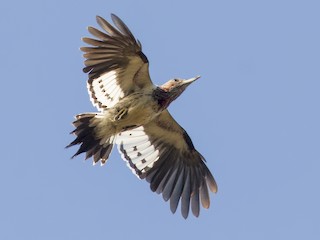 Молодая птица - Samuel Paul Galick - ML297684561