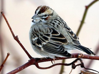  - Lark Sparrow