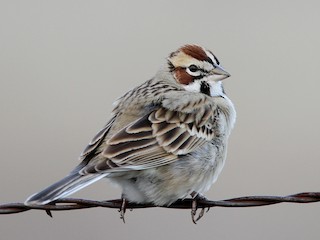  - Lark Sparrow