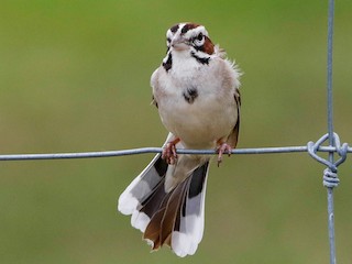  - Lark Sparrow