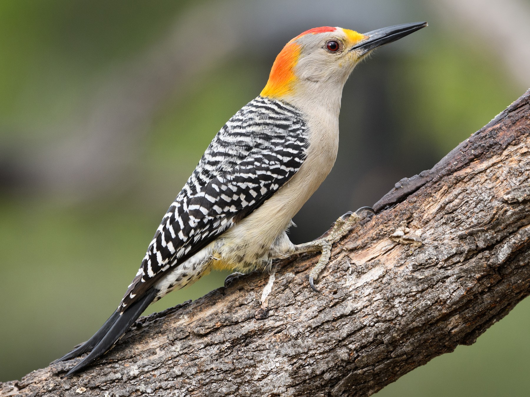 Golden-fronted Woodpecker - Darren Clark