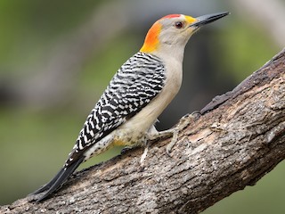  - Golden-fronted Woodpecker