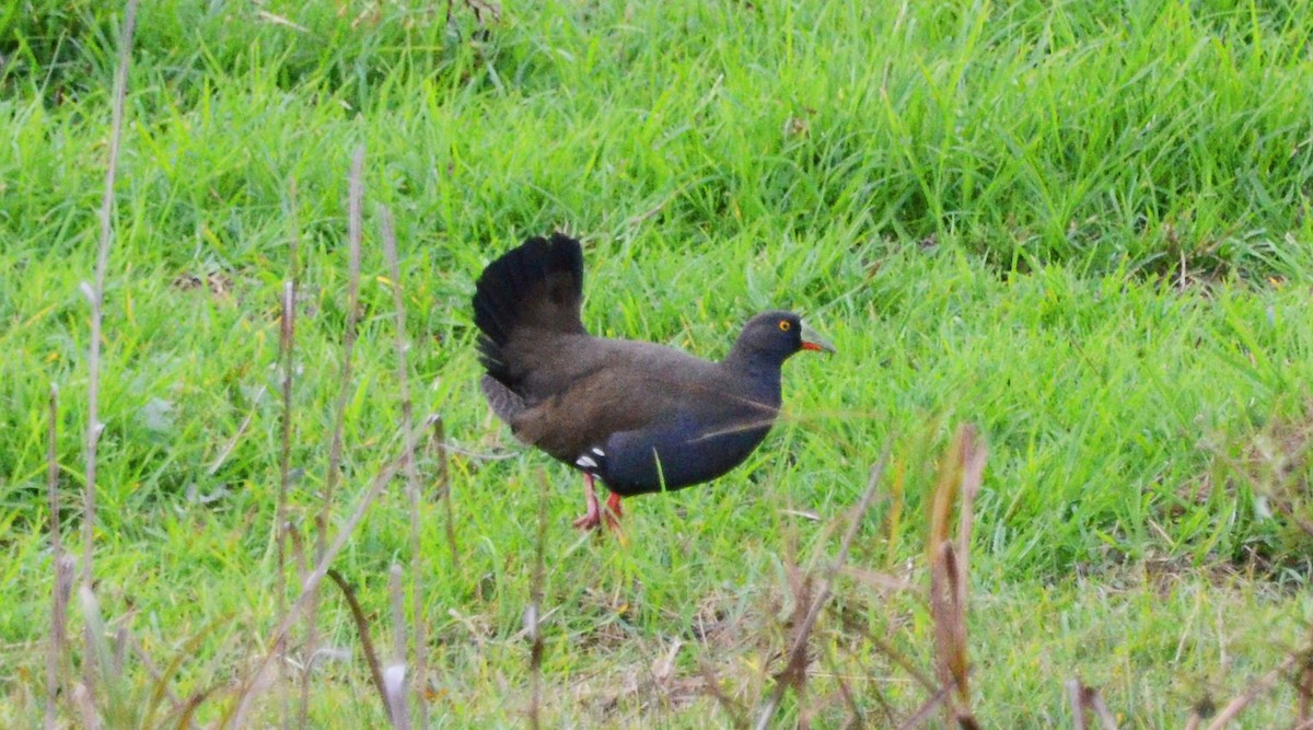 Black-tailed Nativehen - ML29768661