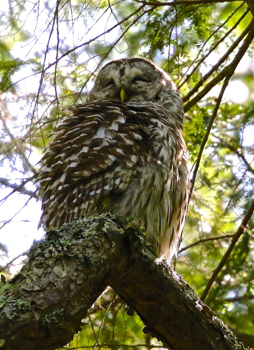 Barred Owl - Harold Brewer