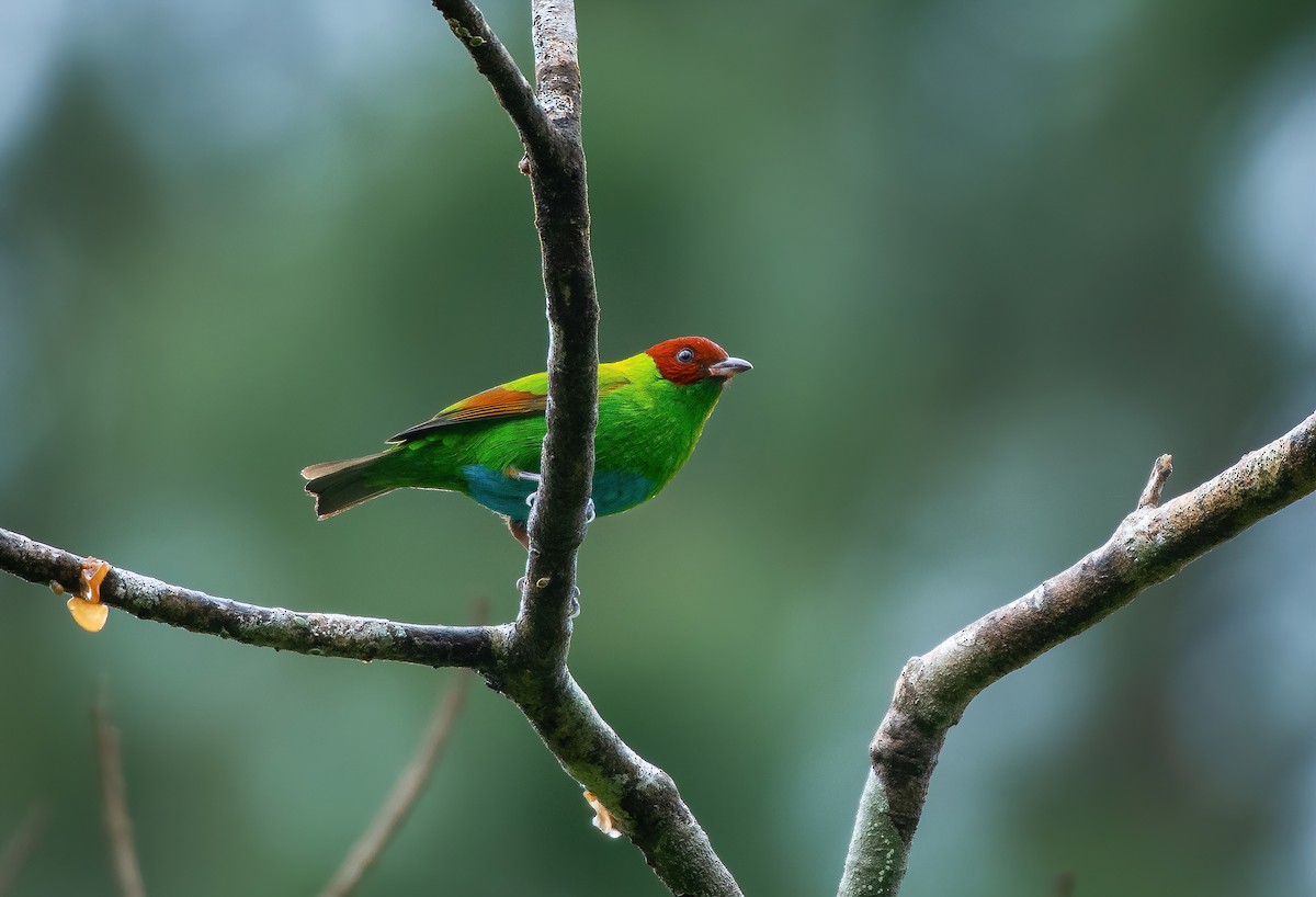 Rufous-winged Tanager - ML297688131