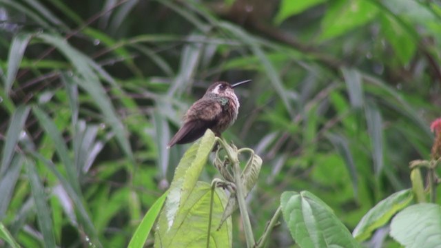 Speckled Hummingbird - ML297688551