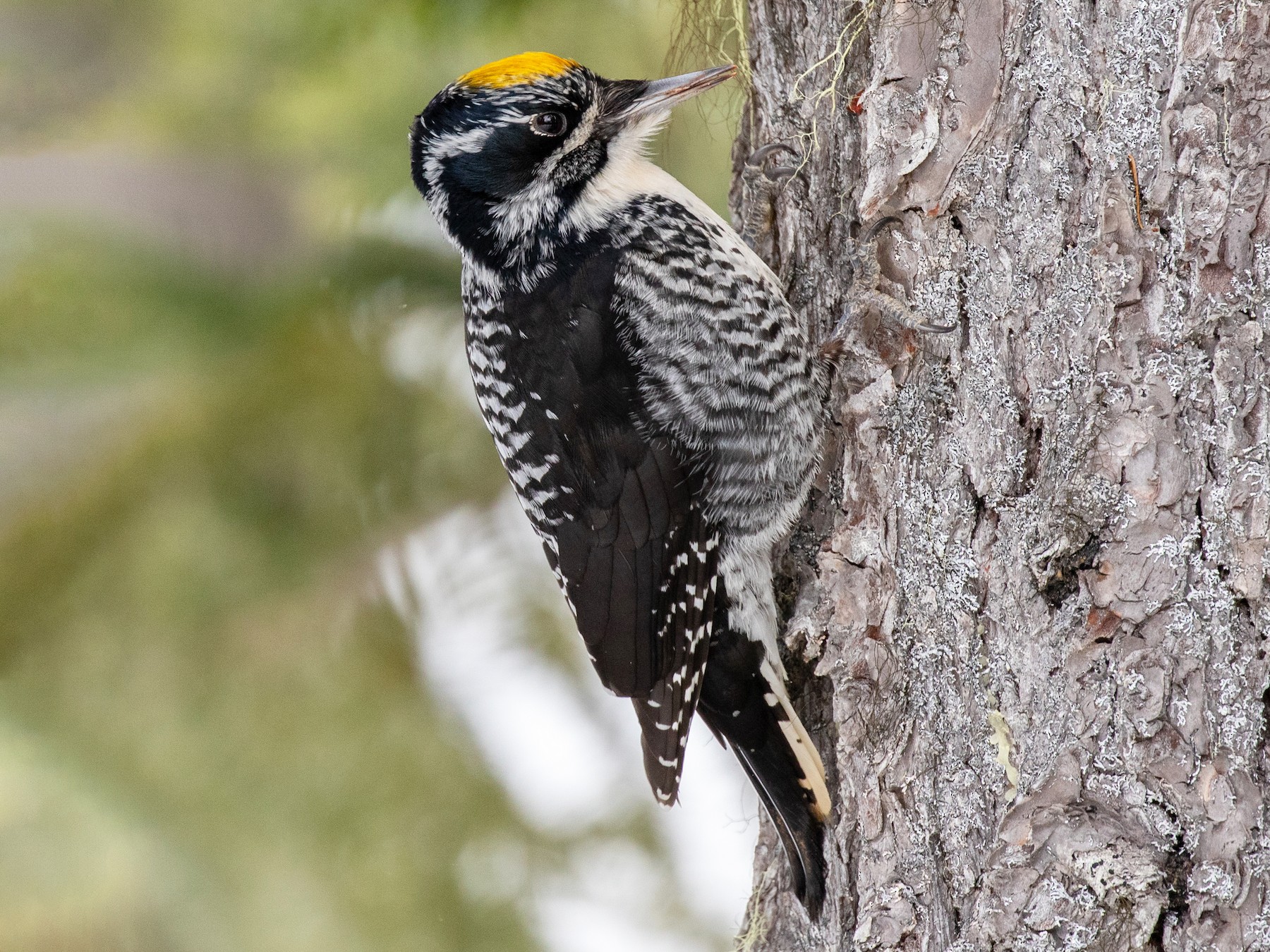 American Three-toed Woodpecker - Blair Dudeck
