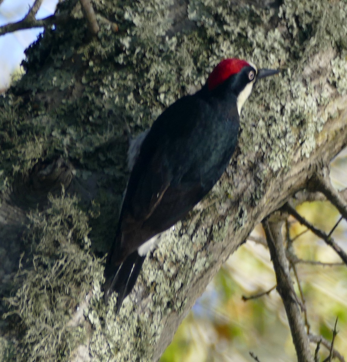 Acorn Woodpecker - ML297689861