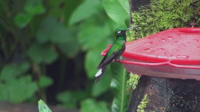 Пурпурногрудый колибри - ML297690251