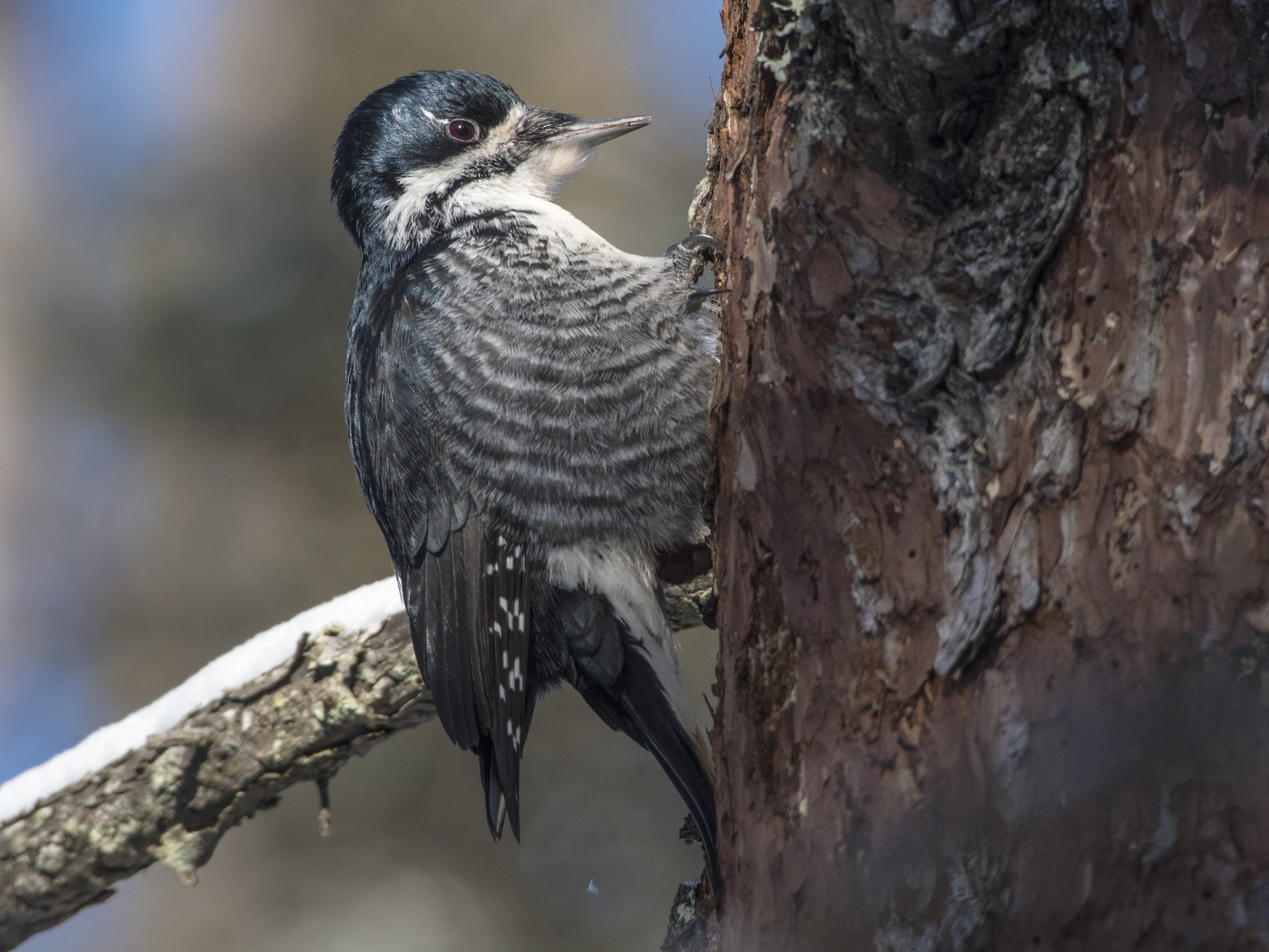 セグロミユビゲラ eBird