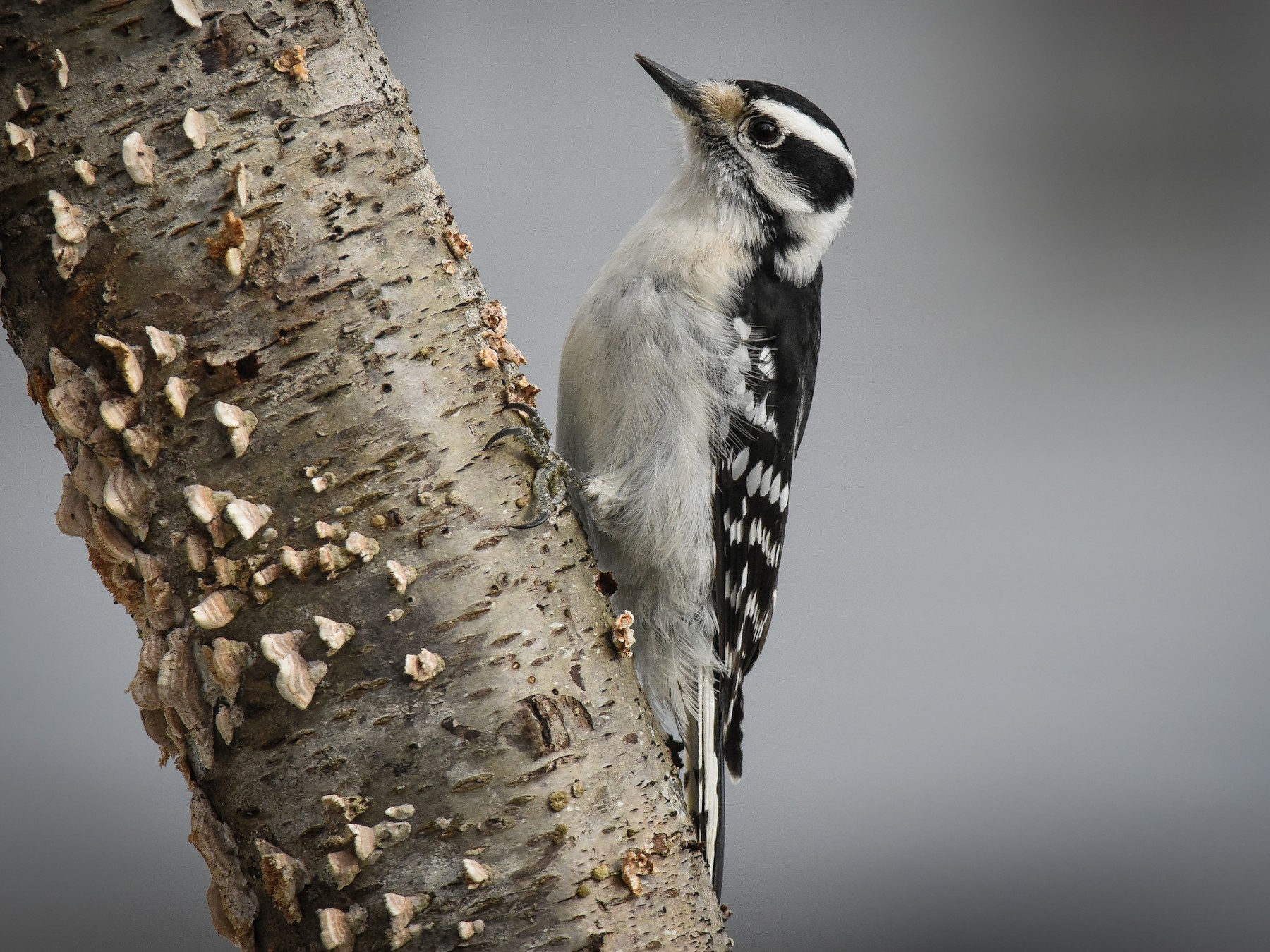 Female And Male Downy Woodpecker