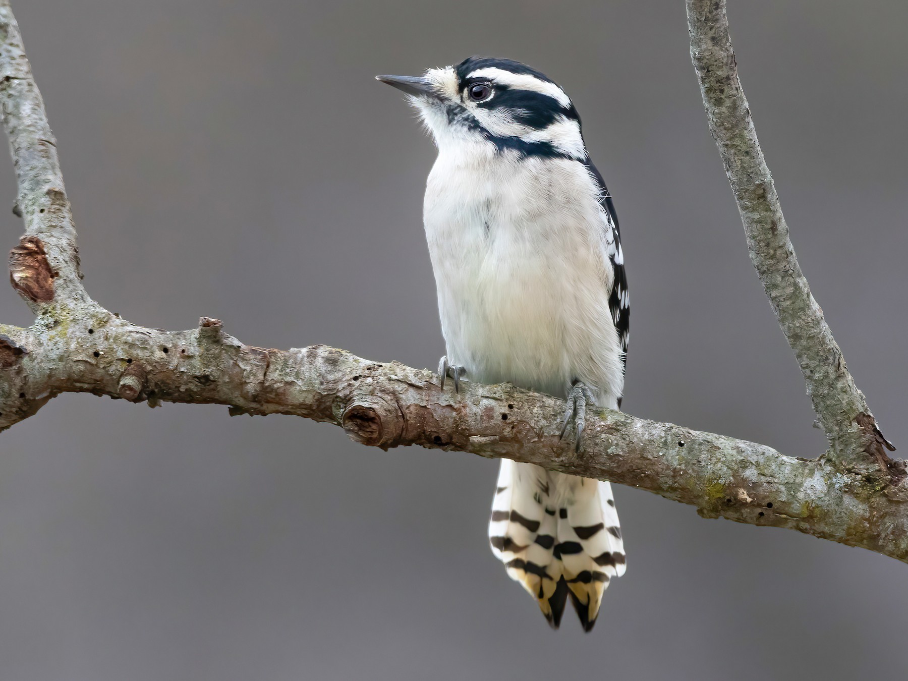 Downy Woodpecker - North Carolina Bird Atlas