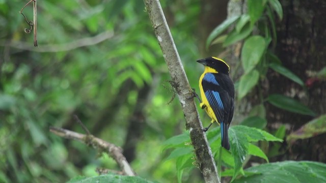 Blue-winged Mountain Tanager - ML297695951