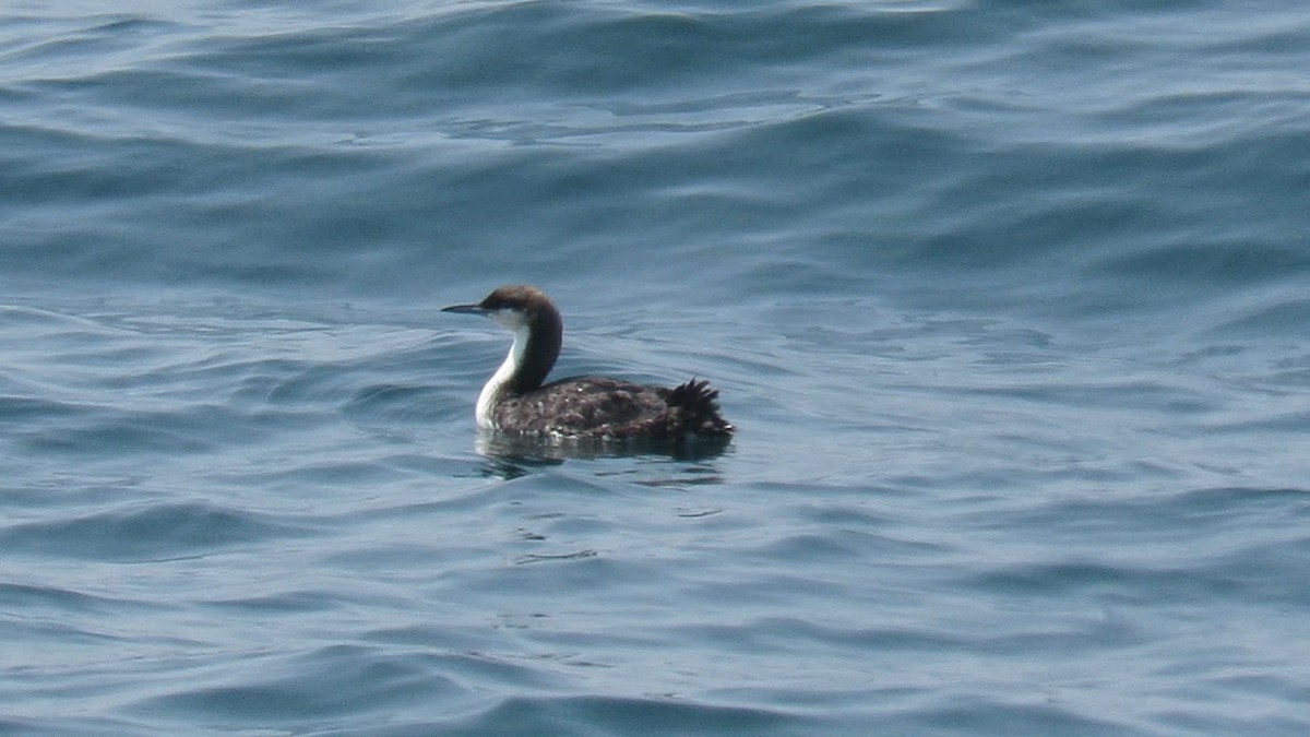 Pacific Loon - Colette Micallef