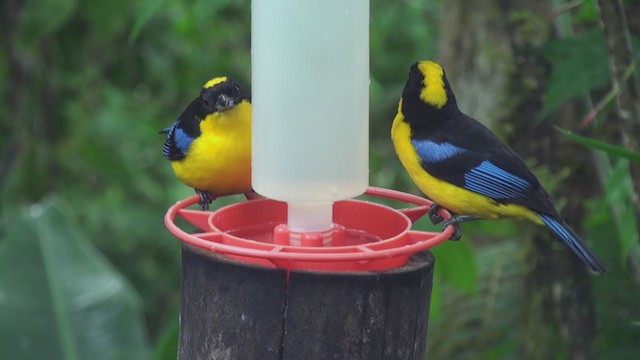 Blue-winged Mountain Tanager - ML297697871