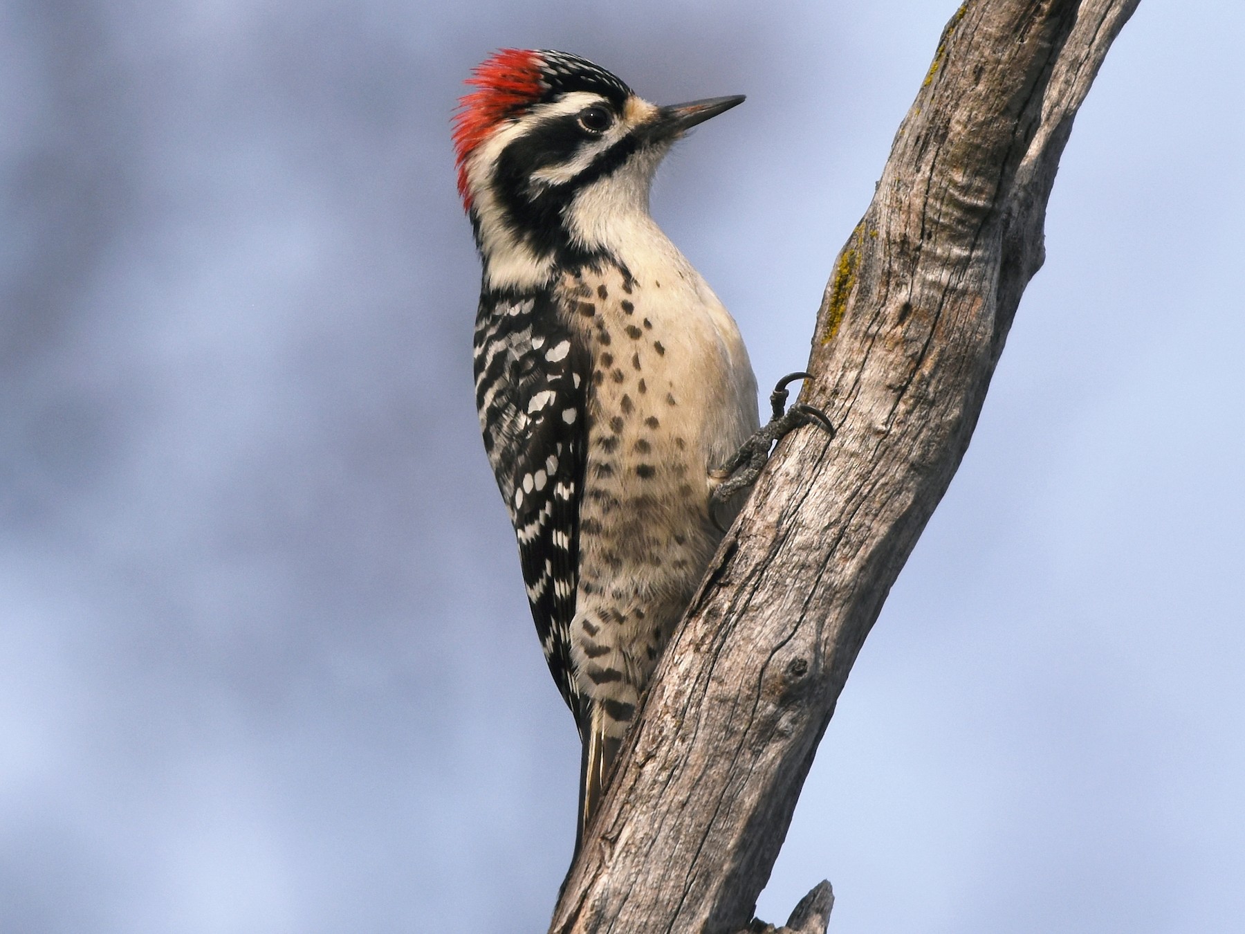 Nuttall's Woodpecker - Christopher Lindsey