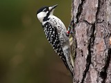 Red-cockaded Woodpecker - Abundance map - eBird Status and Trends