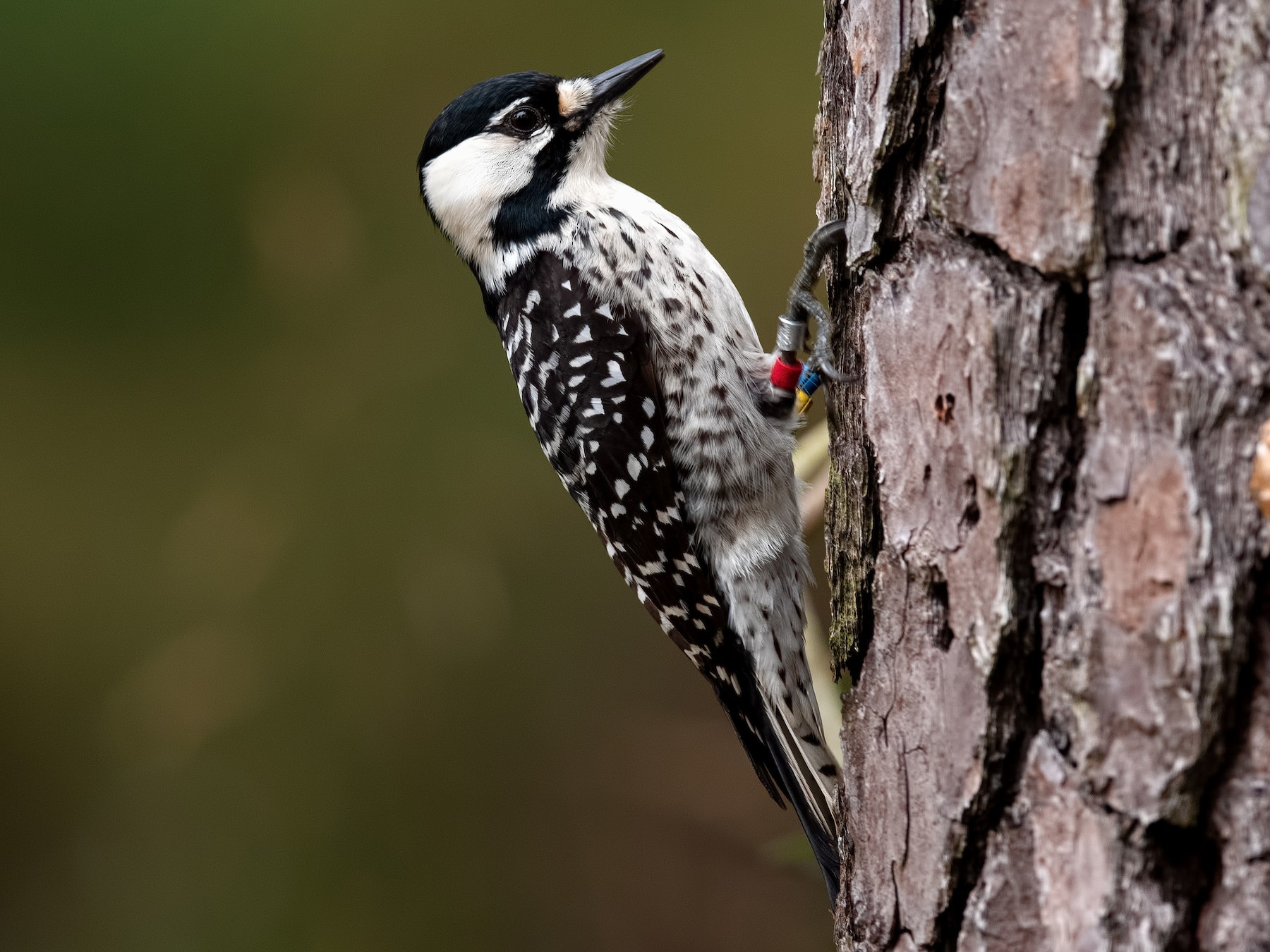 Red-cockaded Woodpecker - Shailesh Pinto