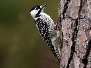  - Red-cockaded Woodpecker