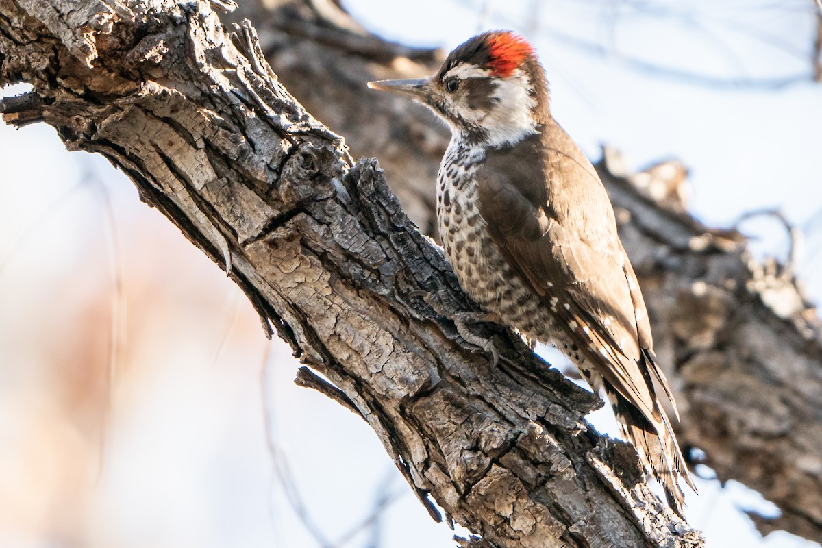 Arizona Woodpecker - ML297701451