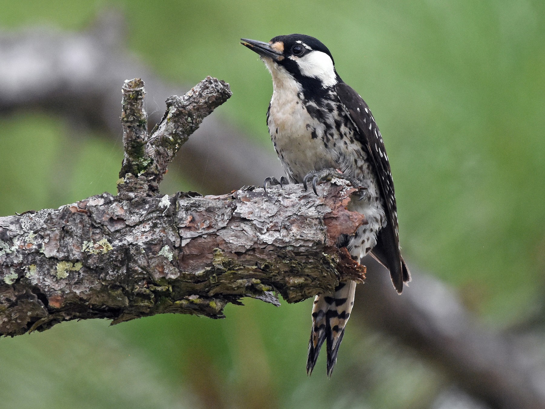 Red-cockaded Woodpecker - Christopher Lindsey