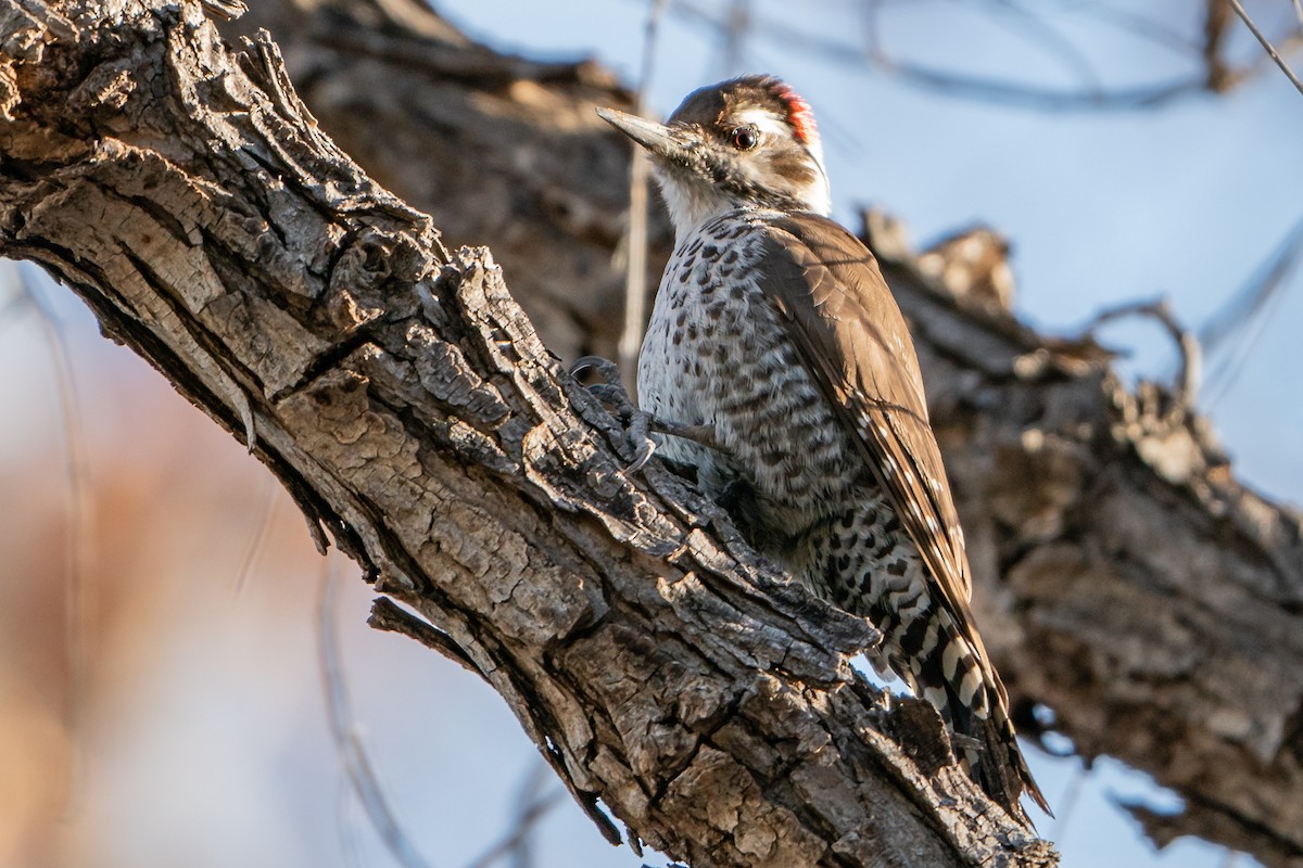 Arizona Woodpecker - ML297703581