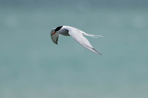 Common Tern - ML29770601