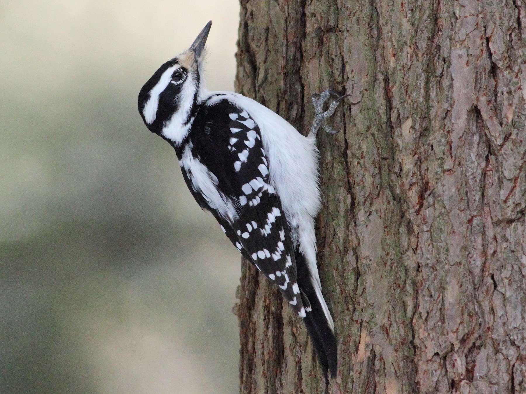 Hairy Woodpecker - Dominique Genna