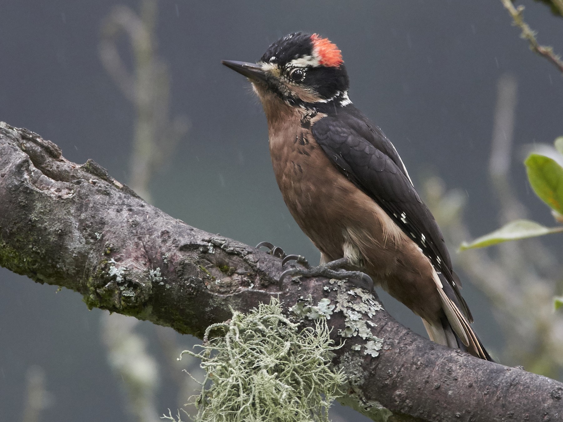 Hairy Woodpecker - Carlos  Bolaños