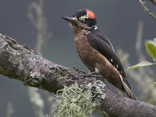 成鳥 (Costa Rican) - Carlos  Bolaños - ML297707711
